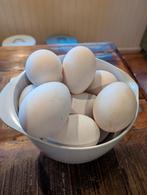 Ganzeneieren, Meerdere dieren, Gans of Zwaan