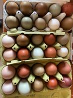 Broedeieren kleurleggers 1,25 per Ei., Geslacht onbekend, Kip