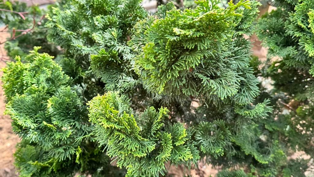 vaste planten CHAMAECYPARIS OBTUSA, Tuin en Terras, Planten | Bomen, Ophalen, Halfschaduw, Overige soorten, Minder dan 100 cm