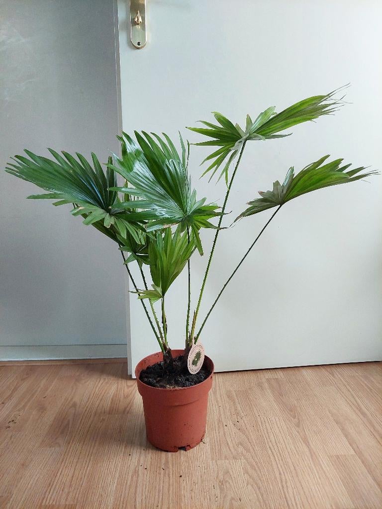 Livistona Rotundifolia - Waaierpalm H: 75 cm., Huis en Inrichting, Kamerplanten, Ophalen, Palm, Halfschaduw, Minder dan 100 cm