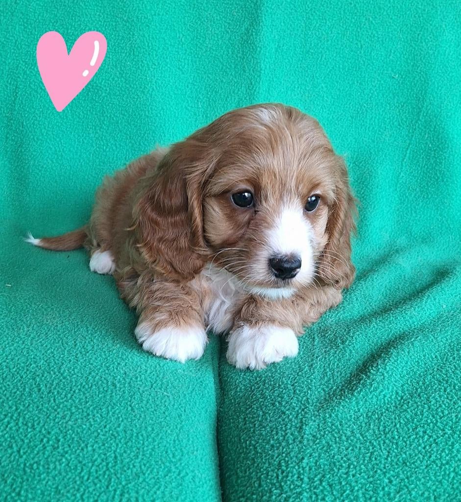 Lieve Mini Doodle Pups 💕, Parvo, Nederland, Overige rassen, 8 tot 15 weken