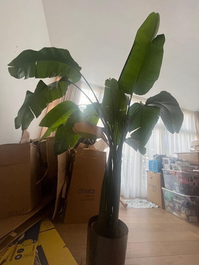 strelitzia nicolai Inclusief pot!, Huis en Inrichting, Kamerplanten, Ophalen, Halfschaduw