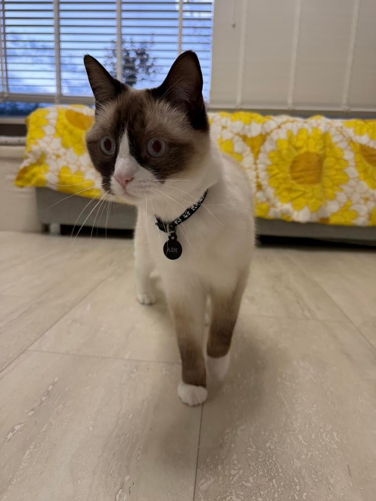 Kruising brits korthaar en siamees volwassen kat, Dieren en Toebehoren, Kater, Ontwormd