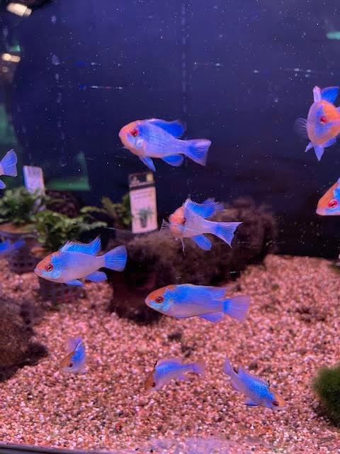 Blauwe Antennebaars, Dieren en Toebehoren, Vissen | Aquariumvissen, Zoetwatervis, Vis