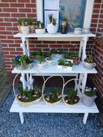 Voorjaarsstukjes !!!  5 tot max 12 euro, Tuin en Terras, Ophalen, Volle zon