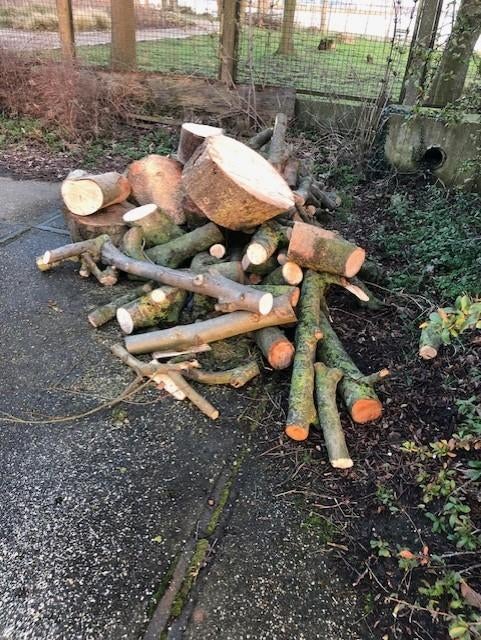 Brandhout / Haardhout, Minder dan 3 m³, Ophalen, Beukenhout, Stammen