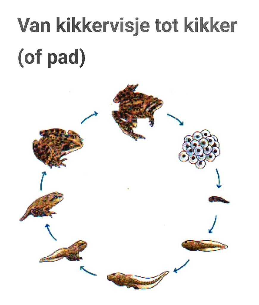 Gezocht: kikkervisjes of kikkerdril, Dieren en Toebehoren, Reptielen en Amfibieën, Amfibie