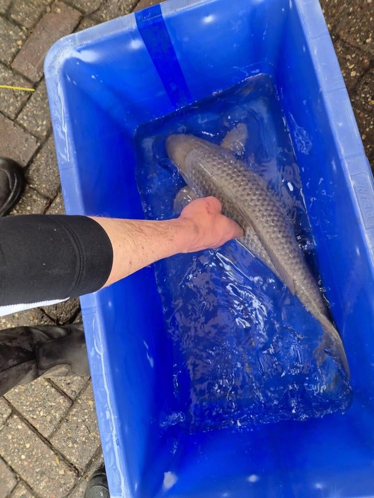 Koikarpers, Karper of Koi