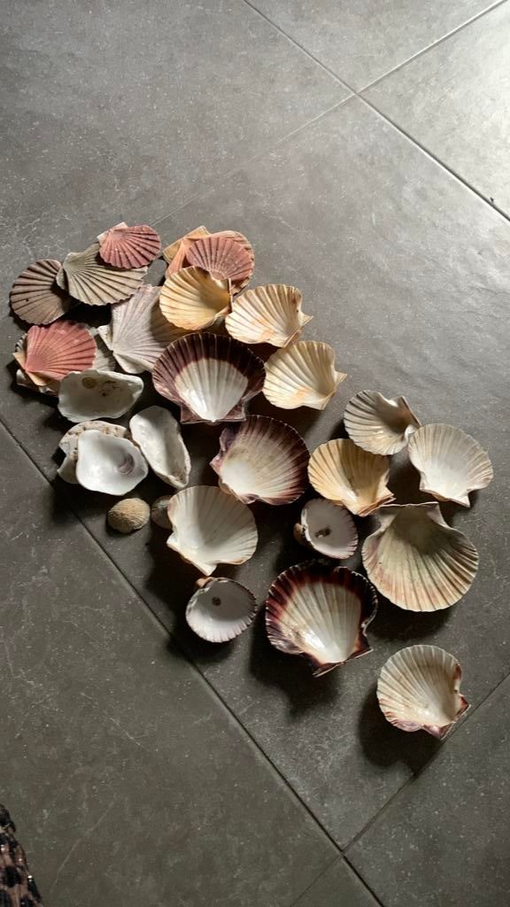 Verzameling schelpen, Ophalen of Verzenden, Zo goed als nieuw