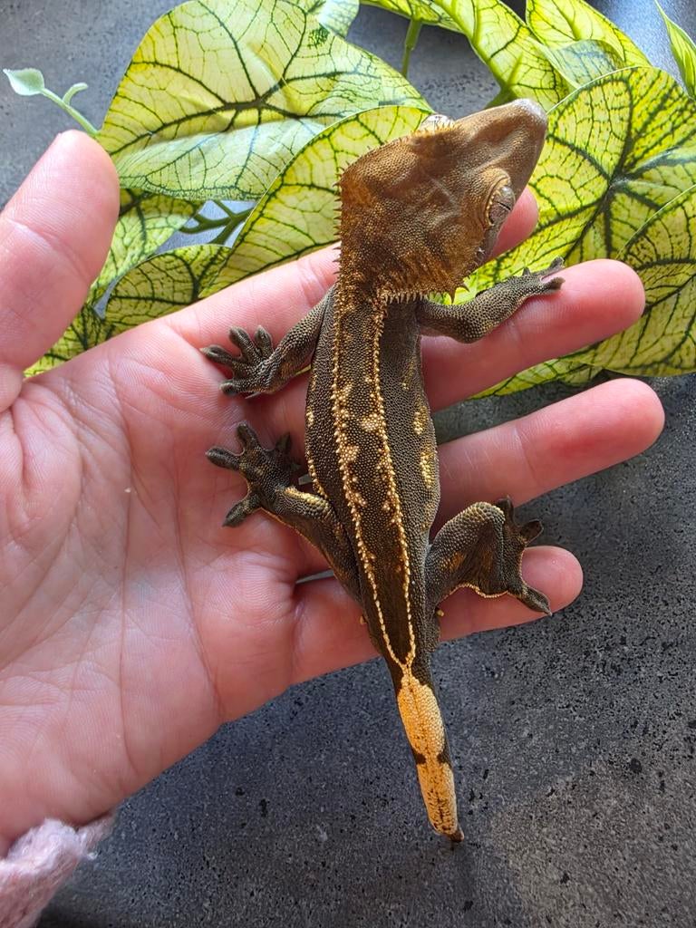 Dark based pinstripe empty back spotless man Crested Gecko - male for sale from MiSa