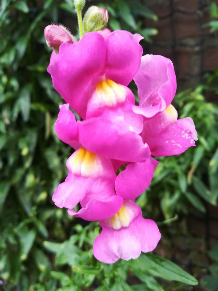 Leeuwenbek Mix zaden, Antirrhinum majus, Verzenden, Volle zon