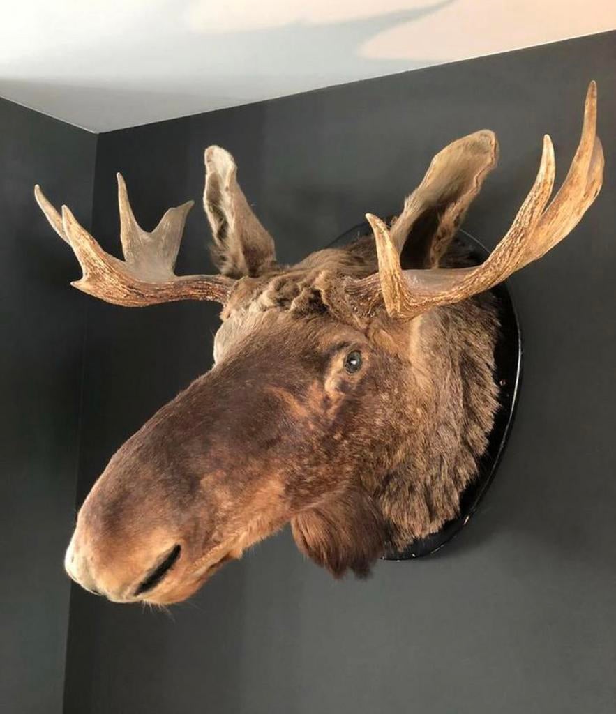 Enorme Taxidermie Eland Moose, Ophalen, Zo goed als nieuw, Opgezet dier