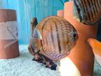Paraconi Heckel Cross Discus, Symphysodon Discus, Dieren en Toebehoren, Vissen | Aquariumvissen, Vis, Zoetwatervis