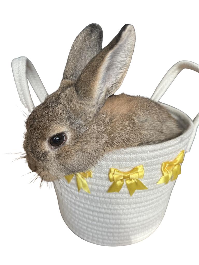 Lieve en gezonde konijnen te koop, Meerdere dieren, Middelgroot, 0 tot 2 jaar