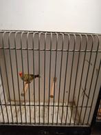 Binsenastrilde, Geslacht onbekend, Tropenvogel, Geringd