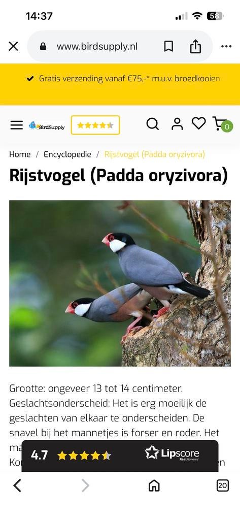 Te koop jonge rijstvogels, Dieren en Toebehoren, Meerdere dieren