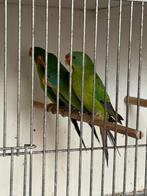 Te koop gevraagd Swiftparkieten, Meerdere dieren, Papegaai, Geringd