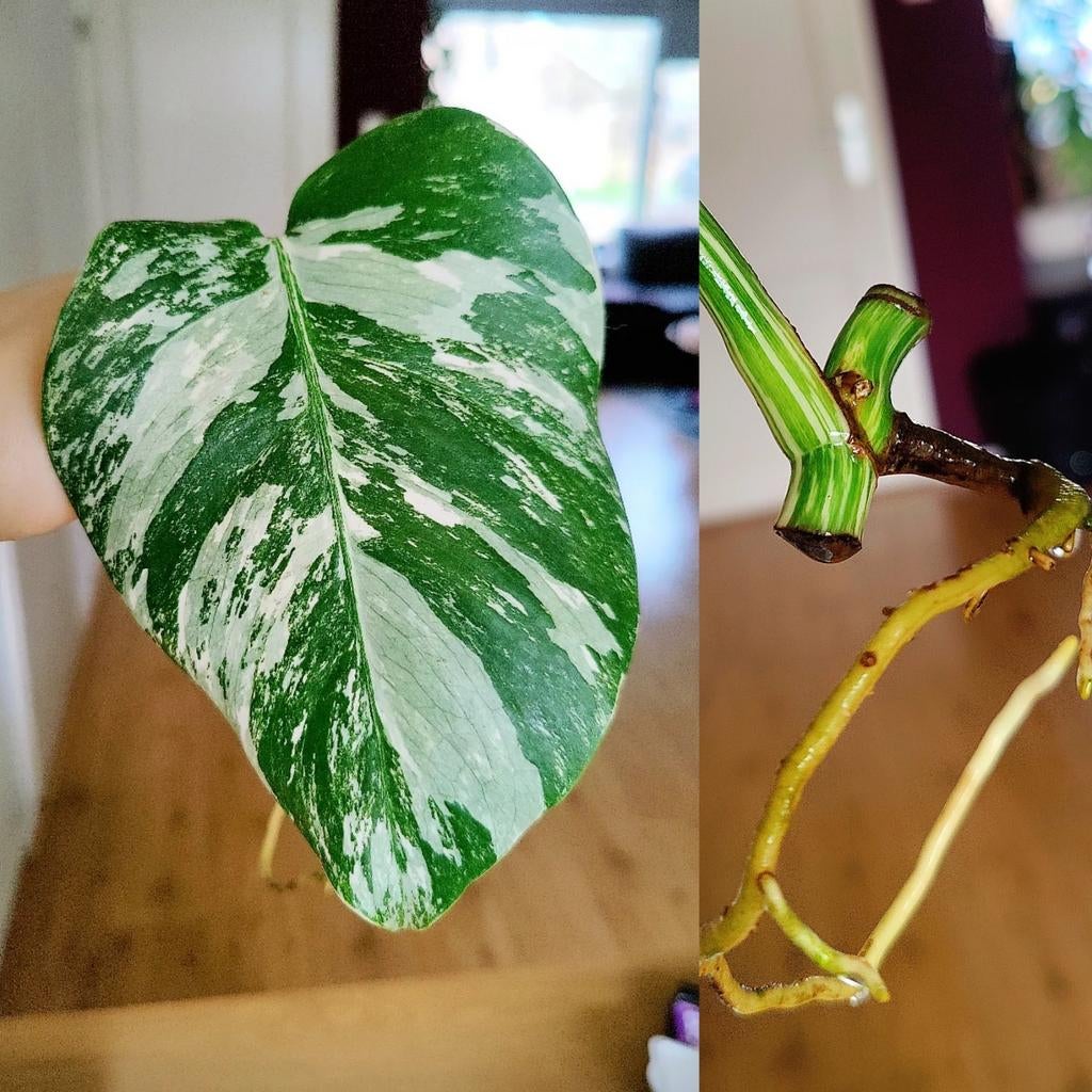 Monstera variegata stek, Huis en Inrichting, Kamerplanten, Ophalen, Halfschaduw, Minder dan 100 cm