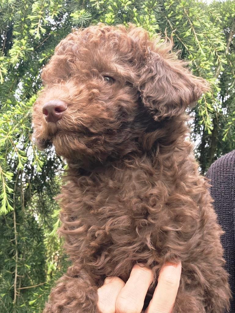 2 leuke choco toypoedel pups, Poedel, Parvo, Reu, 8 tot 15 weken