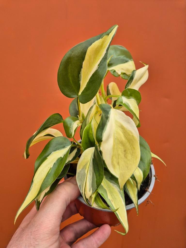 Philodendron Scandens Rio p12, Huis en Inrichting, Kamerplanten, Ophalen of Verzenden, Halfschaduw, Minder dan 100 cm