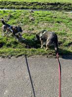 Wie geeft Max zijn welverdiende gouden mandje, Dieren en Toebehoren, Honden | Niet-rashonden, 6 jaar of ouder, Particulier, Reu