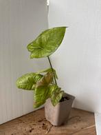 Syngonium Confetti plantje, Huis en Inrichting, Kamerplanten, Ophalen of Verzenden