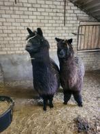 Alpaca, Dieren en Toebehoren, April, Vrouwelijk