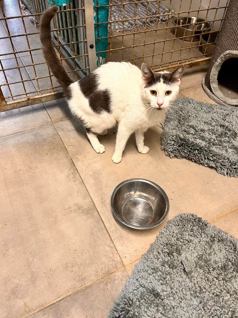 Europees korthaar poesje gest 10 maanden, Dieren en Toebehoren, Katten en Kittens | Overige Katten, Kortharig, Poes, 0 tot 2 jaar