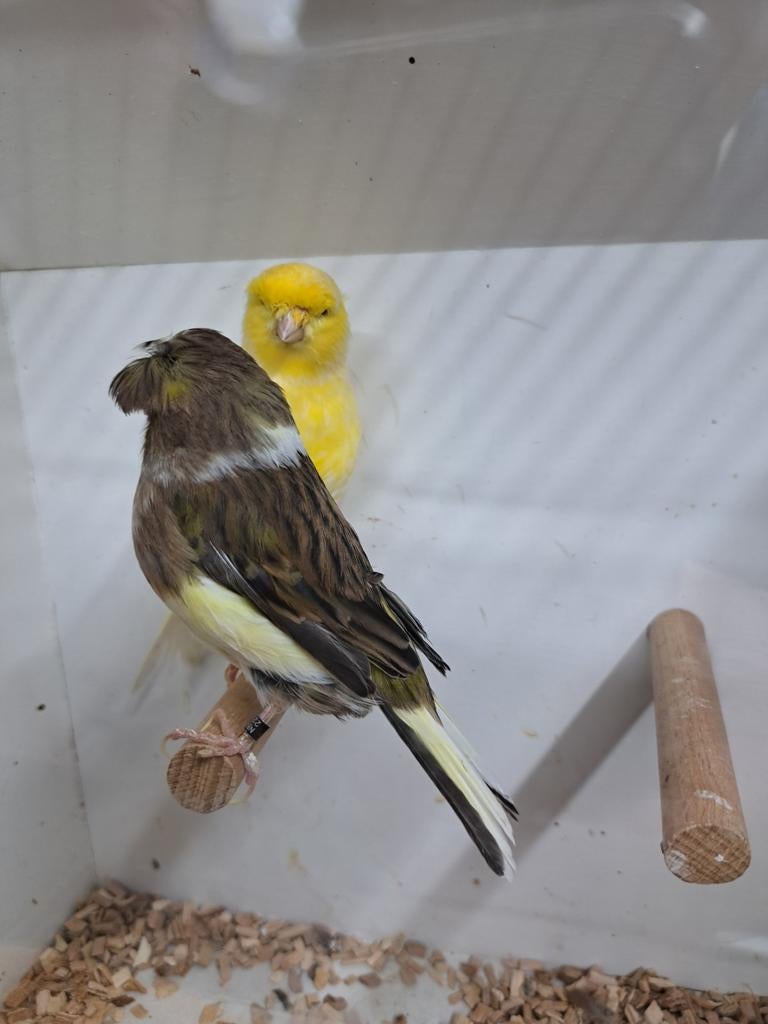 MOOI KOPPEL GLOSTERS ZIE FOTO,S, Dieren en Toebehoren, Meerdere dieren, Kleurkanarie