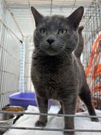 ACE: Grumpy is een knuffelaar eerste klas!, Poes, Kortharig, 3 tot 5 jaar