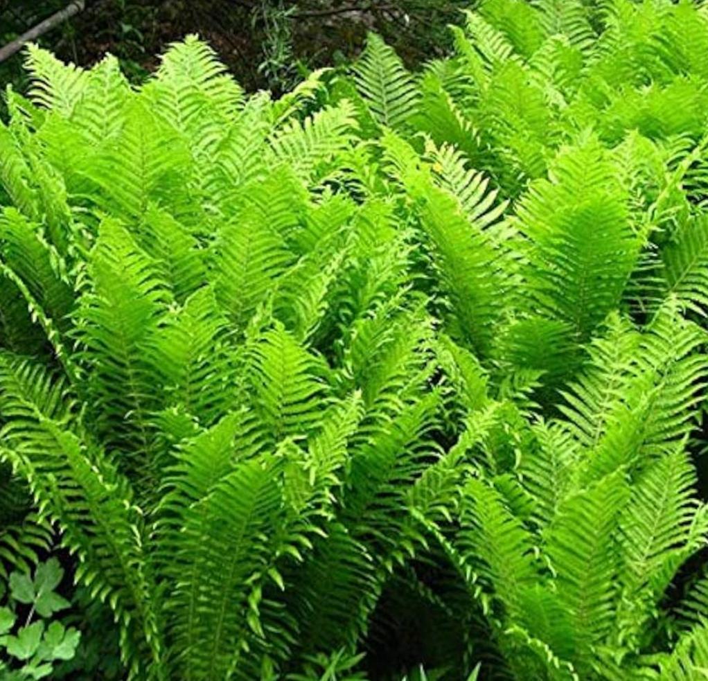 Jonge varens te koop, Tuin en Terras, Planten | Tuinplanten, Ophalen, Bloeit niet, Varens, Halfschaduw