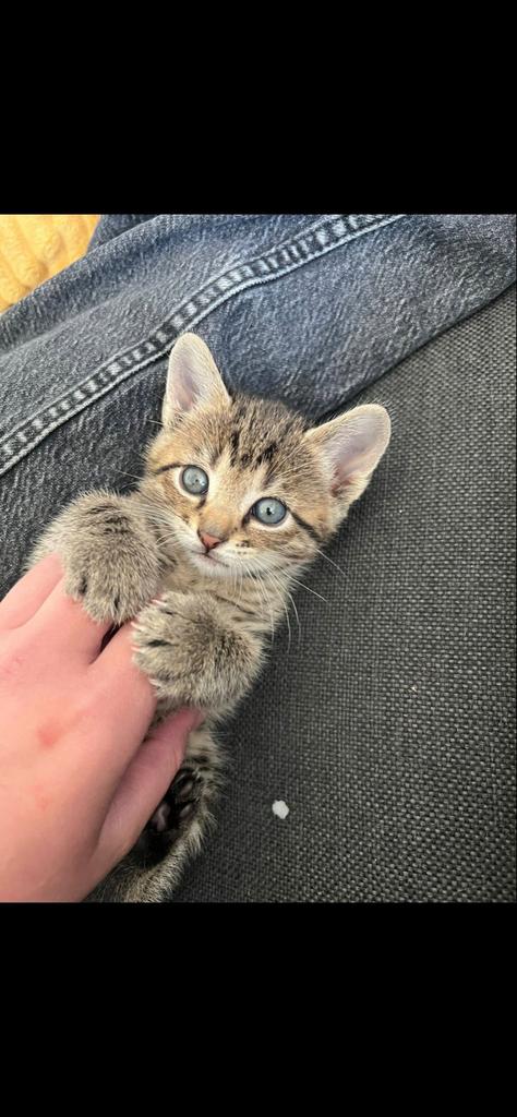 Lieve kitten te koop, Dieren en Toebehoren, Katten en Kittens | Overige Katten, Poes, Kortharig, 0 tot 2 jaar