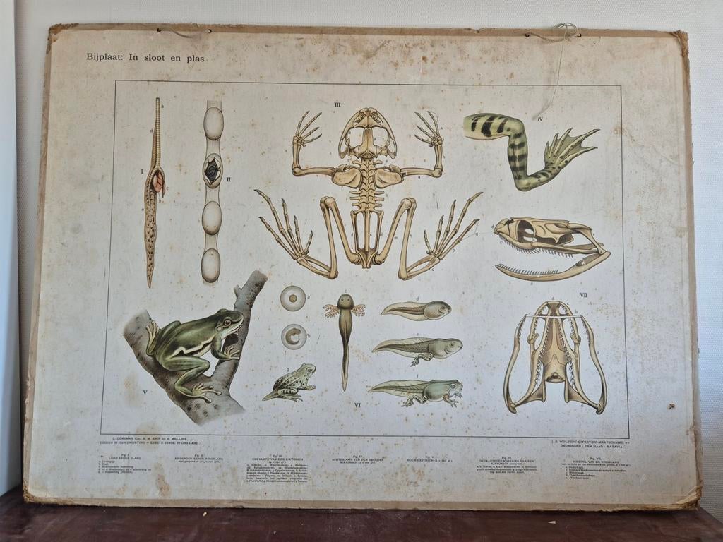 Oude schoolplaat 'dieren in hun omgeving', Ophalen of Verzenden