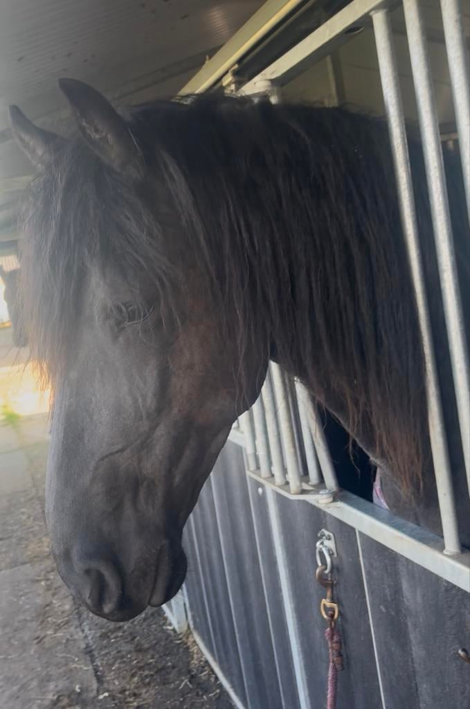 3 jarige friese nane hengst. 1ste premie als veulen, Dieren en Toebehoren, Paarden, Hengst, Dressuurpaard, 3 tot 6 jaar