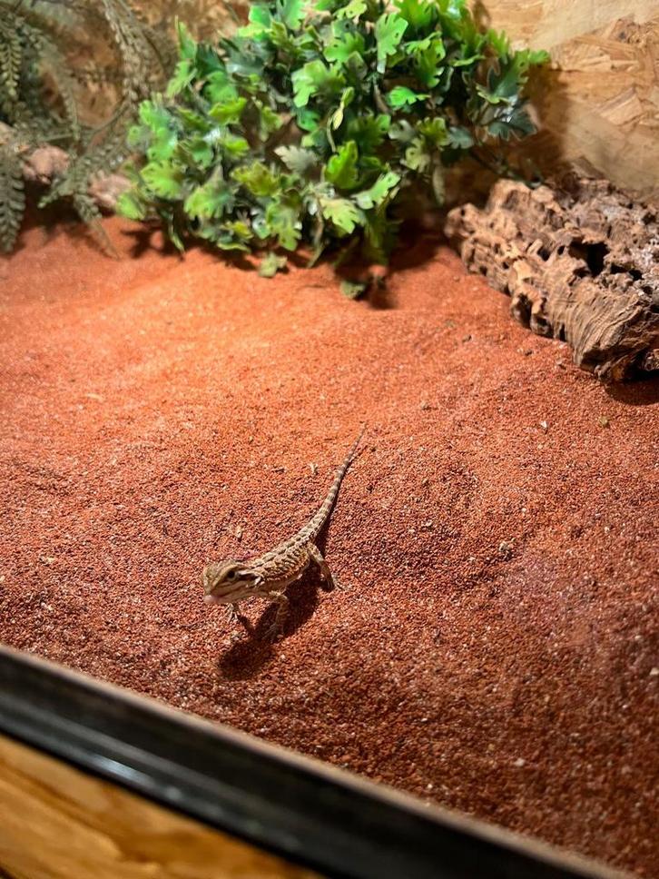 Iemand intressen in een baby baardagaam is heel goed tam Bearded Dragon - male for sale from Jackey van den Dungen