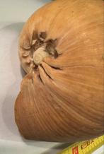 Grote zeeschelp meloenschelp, Ophalen of Verzenden, Overige typen