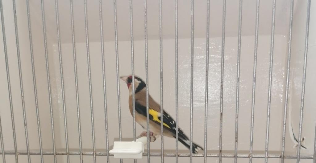 Bloem putter man 2023, Mannelijk, Wildzangvogel, Geringd