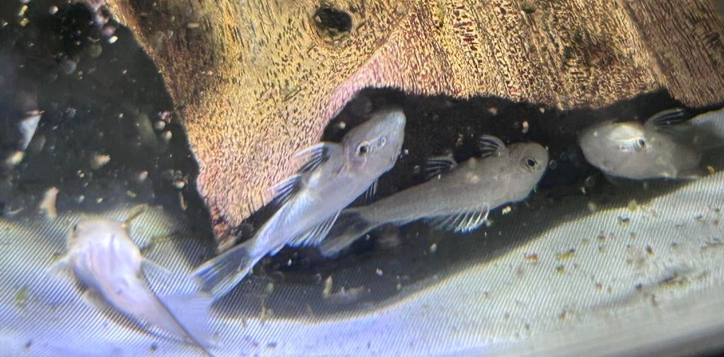 Ancistrus sp.L144 Snow White - Short fin, Dieren en Toebehoren, Vis, Zoetwatervis