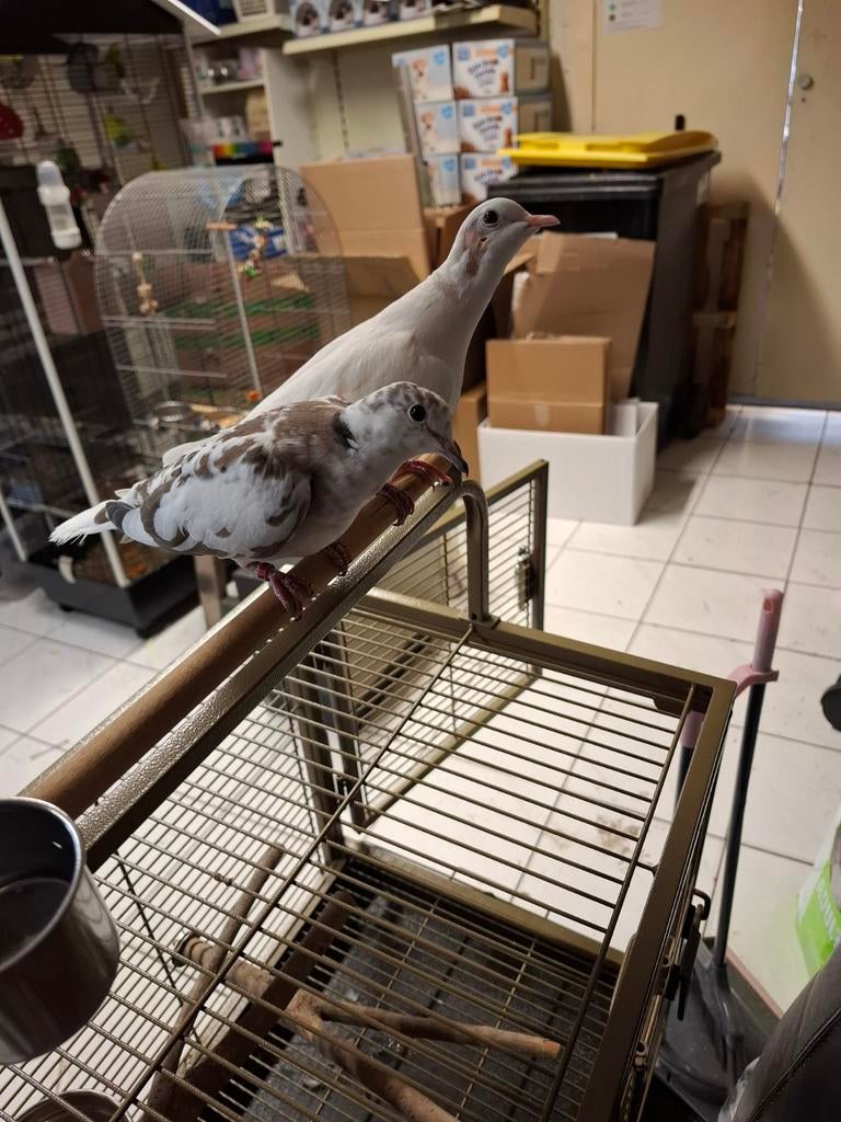 Koerduiven duif, Vrouwelijk