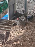 Diverse hennen te koop, Dieren en Toebehoren, Vrouwelijk, Kip
