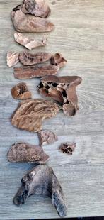 Mammoet Fossielen Collectie, Ophalen of Verzenden, Fossiel