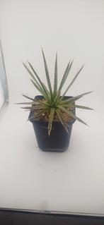 agave filifera schidigera, Vetplant, Ophalen of Verzenden, Minder dan 100 cm, Volle zon