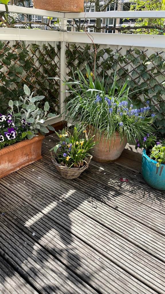 Wat uitgebloeide narcissen, paar tulpen en druifjes, Ophalen, Volle zon, Overige soorten