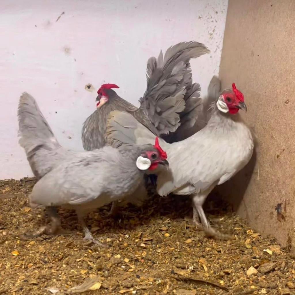 Gevraagd Java kriel, Dieren en Toebehoren, Pluimvee, Meerdere dieren, Kip