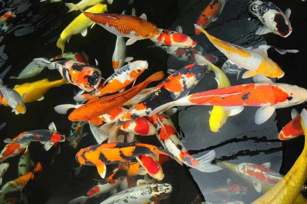 Gezocht!   Vijvervissen, Goudvis(sen)