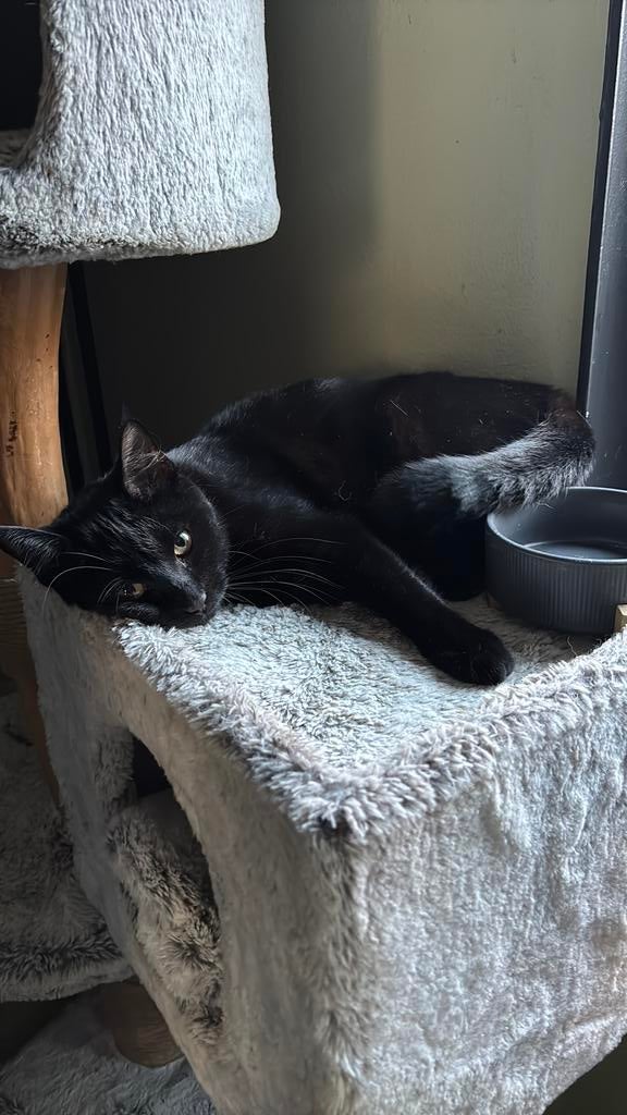 Kittens 8 maanden, Poes