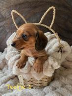 Prachtige kaninchen/dwerg teckel puppy’s, Dieren en Toebehoren, Kaninchen, Parvo, 8 tot 15 weken, Teef