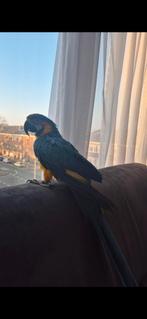 Lieve ara popje 2,5 jaar, te koop, Dieren en Toebehoren, Vogels | Parkieten en Papegaaien, Vrouwelijk, Papegaai, Geringd