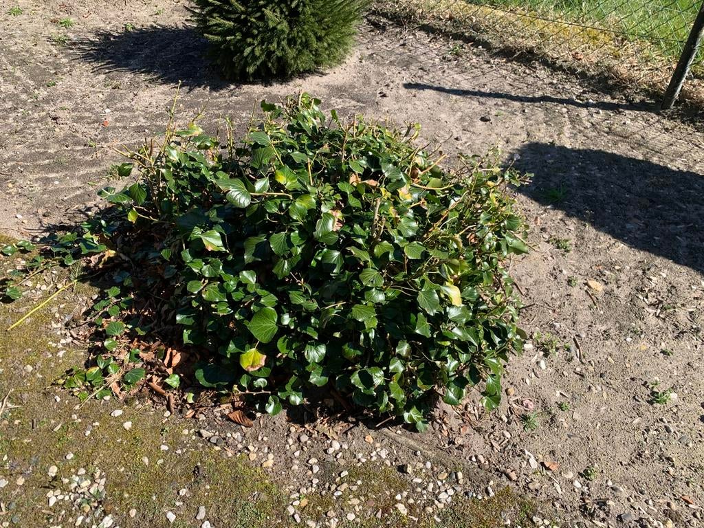 Vaste planten , hortensia’s / varen / hosta / enz enz, Tuin en Terras, Planten | Tuinplanten, Ophalen, Overige soorten, Halfschaduw