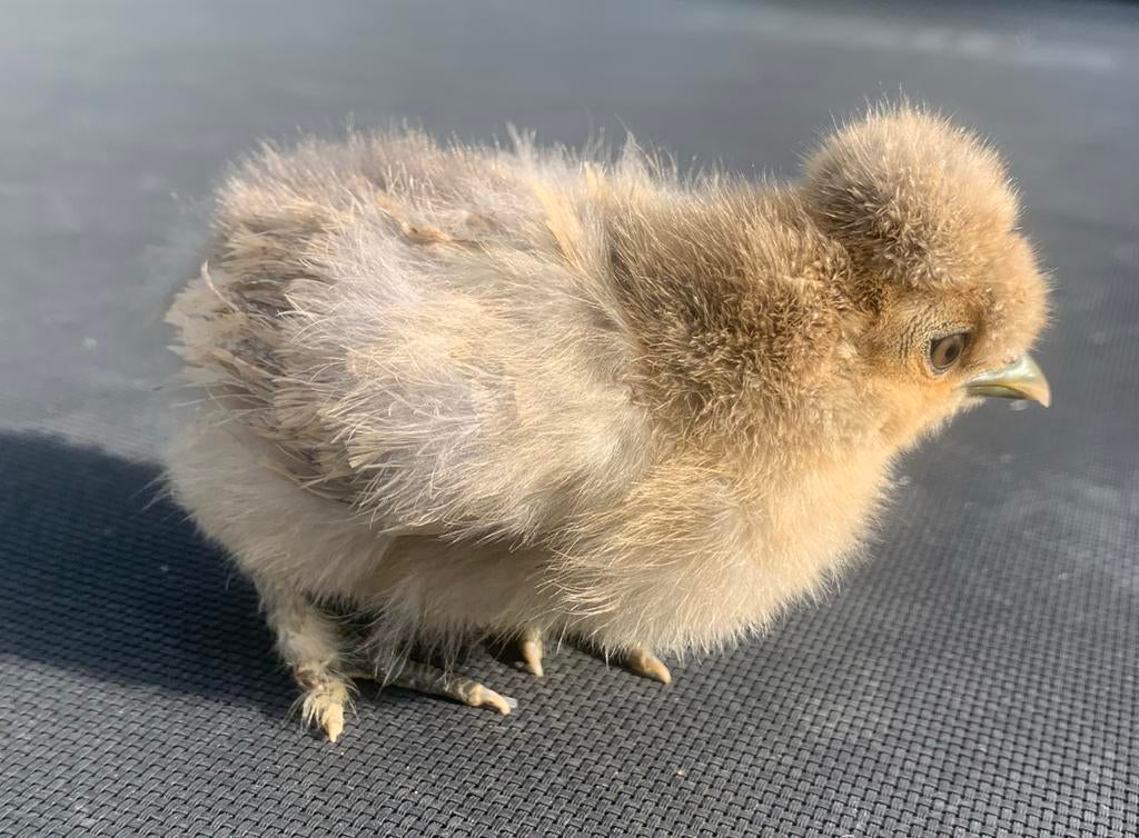 USA zijdehoen kuikens (hennetjes), Dieren en Toebehoren, Vrouwelijk, Kip